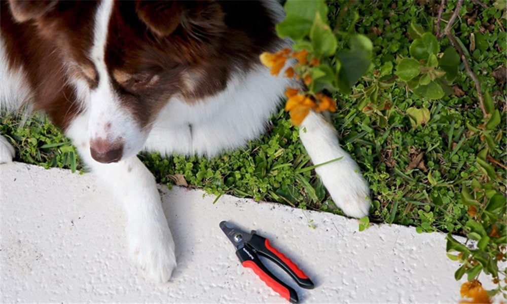Professional Pet Nail Clipper Scissors for Large or Small Dogs and Cats- Red